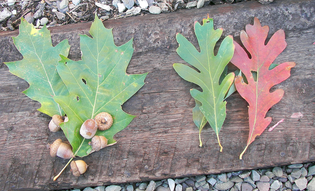   Red oak acorns and leaves on left; white oak leaves on right.